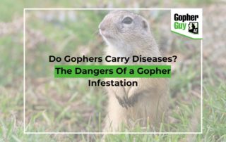 Do Gophers Carry Diseases The Dangers Of a Gopher Infestation