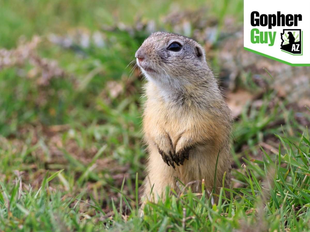 Know The Three Signs Of a Gopher Infestation In Arizona