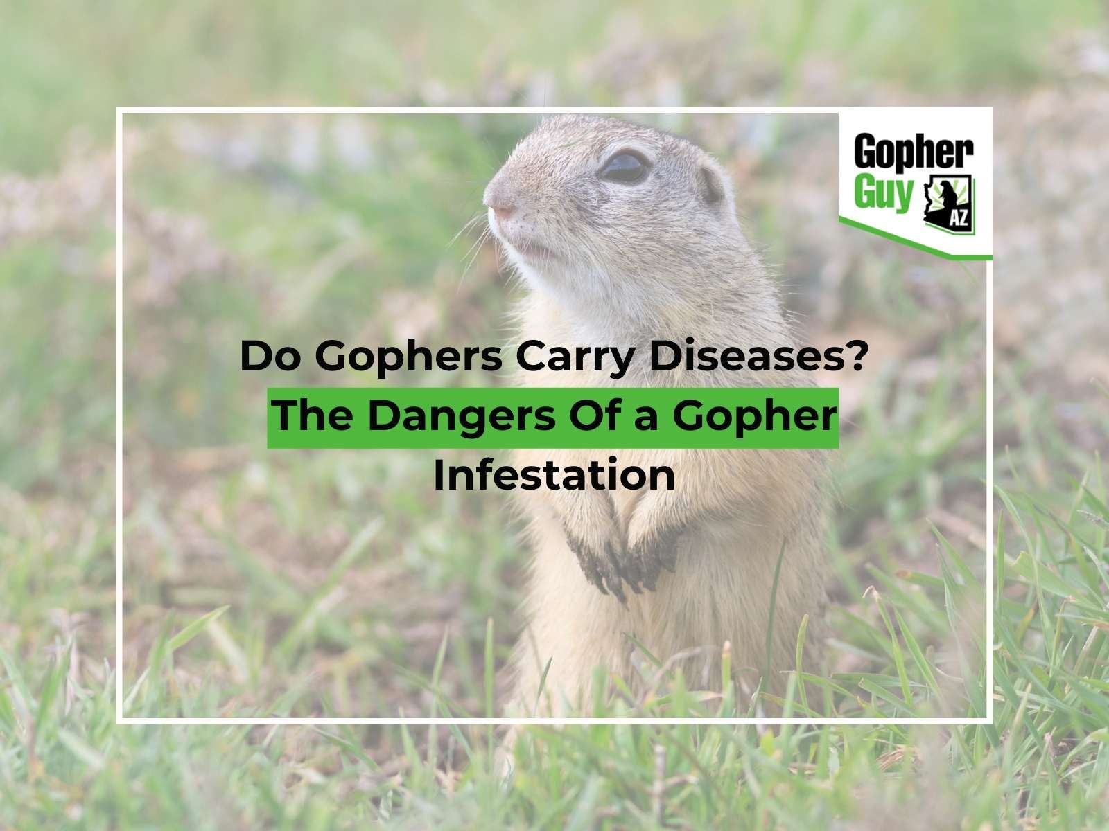 Do Gophers Carry Diseases The Dangers Of a Gopher Infestation