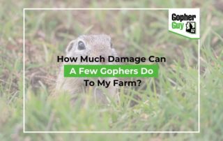 How Much Damage Can A Few Gophers Do To My Farm?