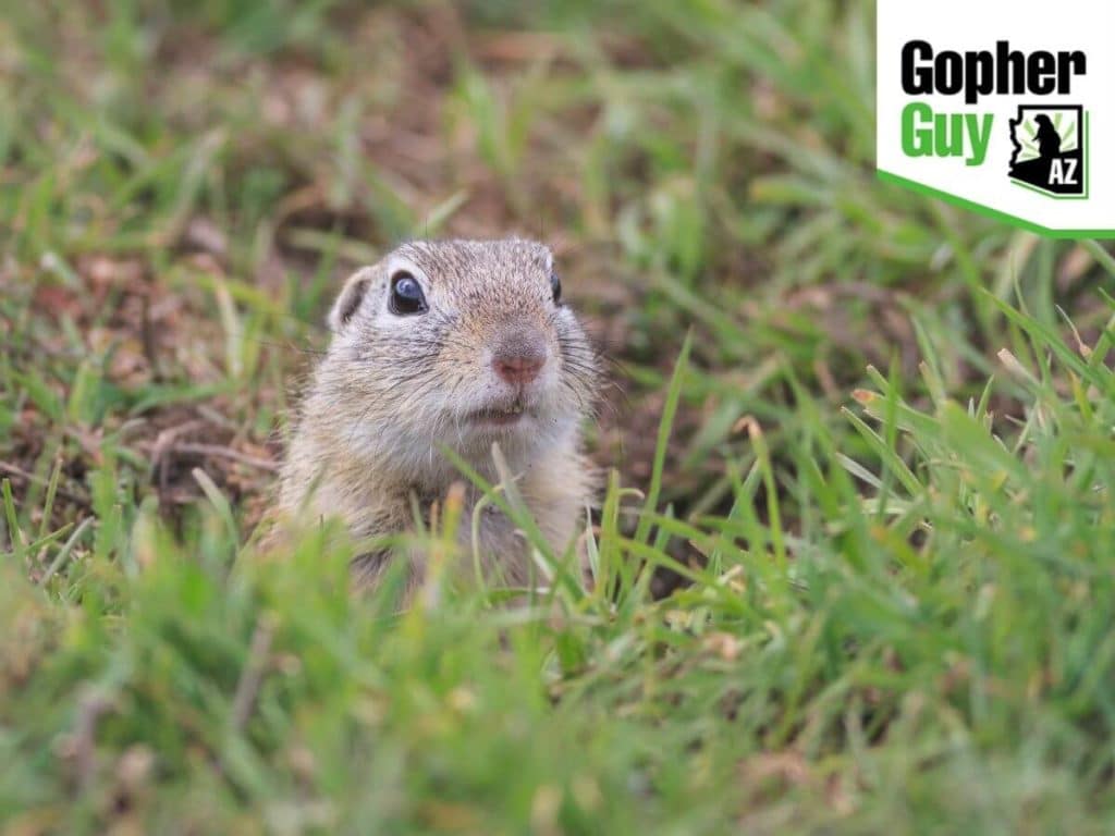 How Much Damage Can a Few Gophers Do To My Farm?