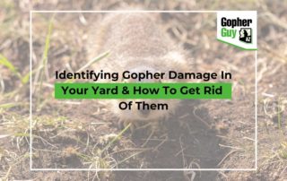 Identifying Gopher Damage In Your Yard & How To Get Rid Of Them
