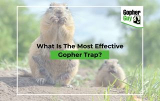 What Is The Most Effective Gopher Trap?