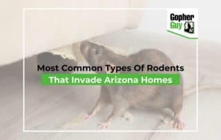A rodent in a house in Arizona