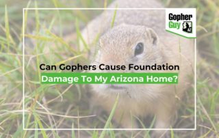 Can Gophers Cause Foundation Damage To My Arizona Home