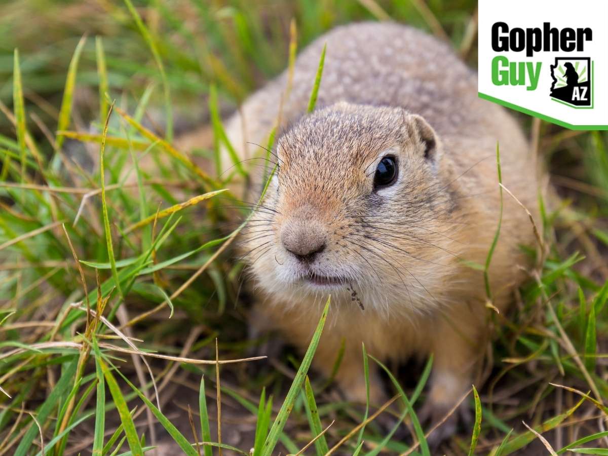 What Kind Of Damage Gophers Can Cause To Your House in Arizona
