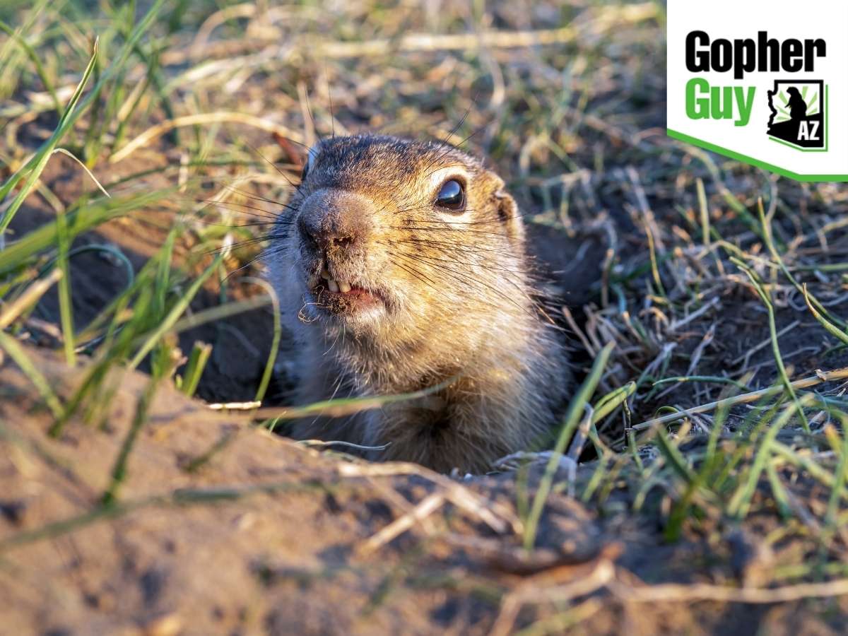 Easy Home Remedies To Get Rid Of Gophers From Your Arizona Yard