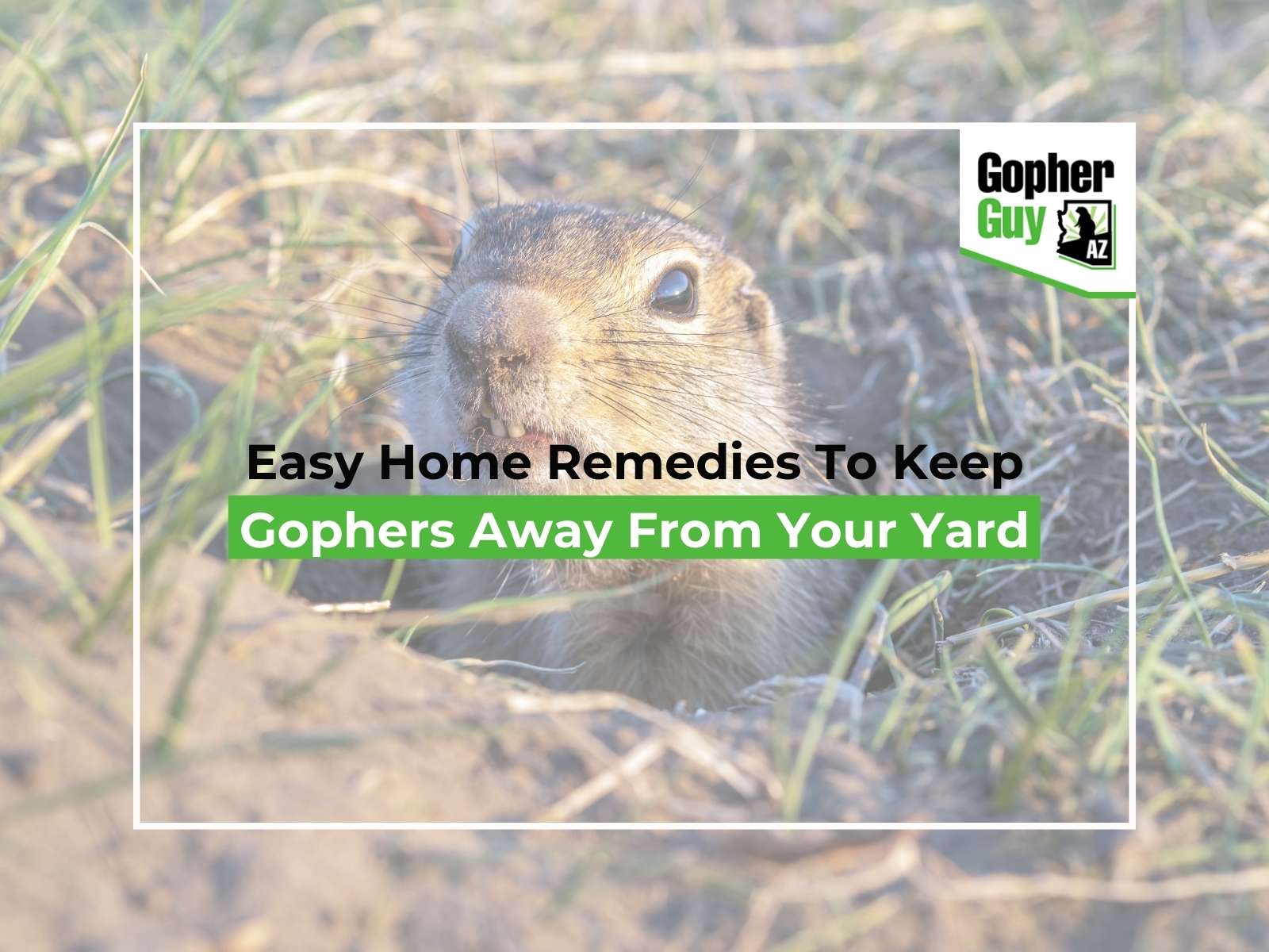 Easy Home Remedies To Keep Gophers Away From Your Yard