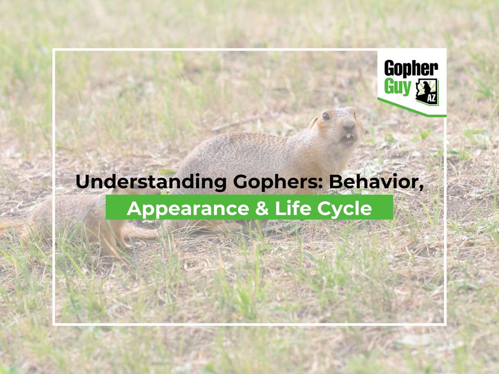 Understanding Gophers Behavior, Appearance & Life Cycle