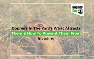 Gophers In The Yard What Attracts Them & How To Prevent Them From Invading