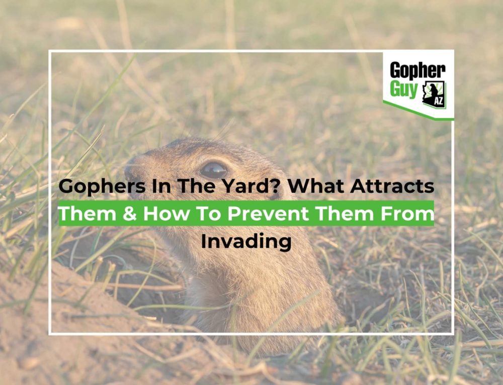 Tips For Trapping Gophers When They Come Out Of Their Holes