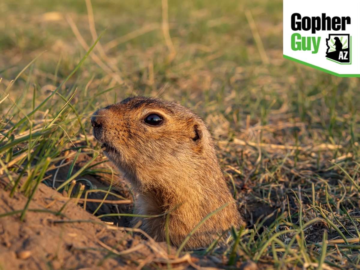 How Can You Prevent Gophers From Invading Your Yard in Arizona