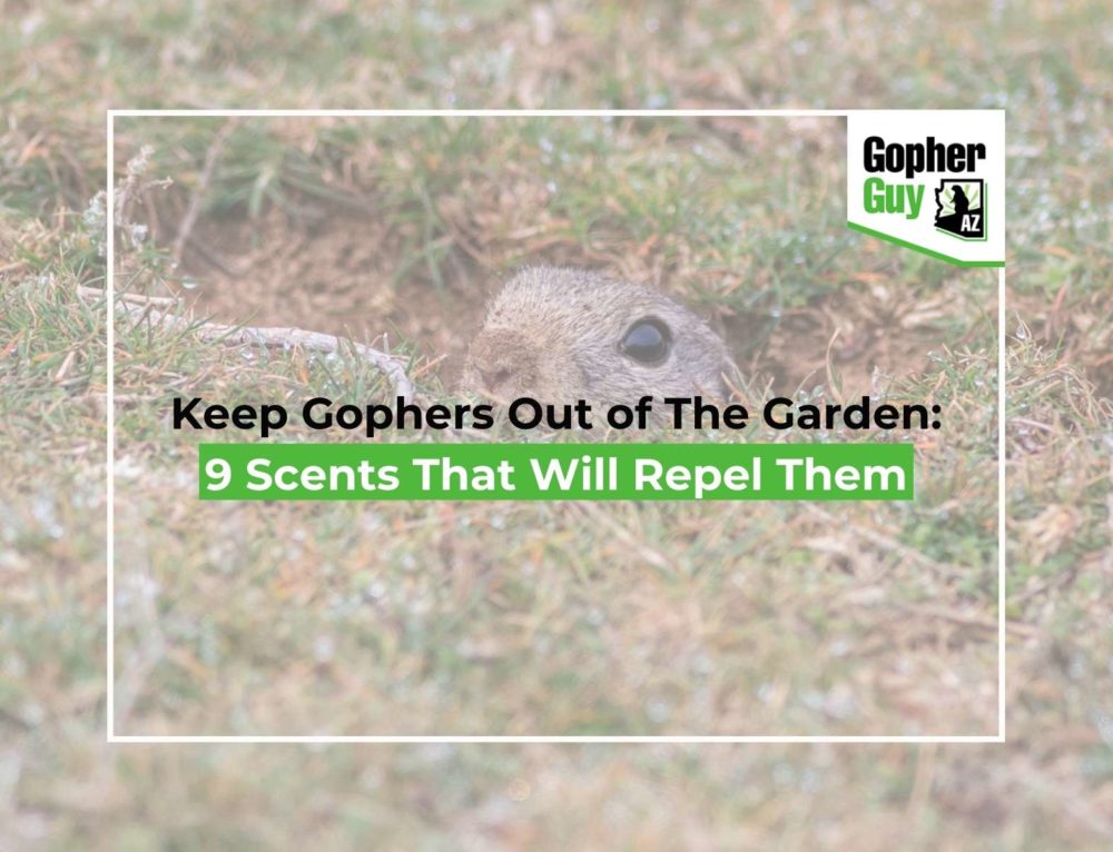 How To Find Gopher Tunnels In Your Yard