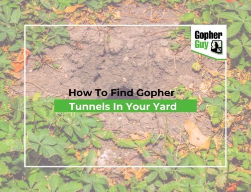 How To Find Gopher Tunnels In Your Yard