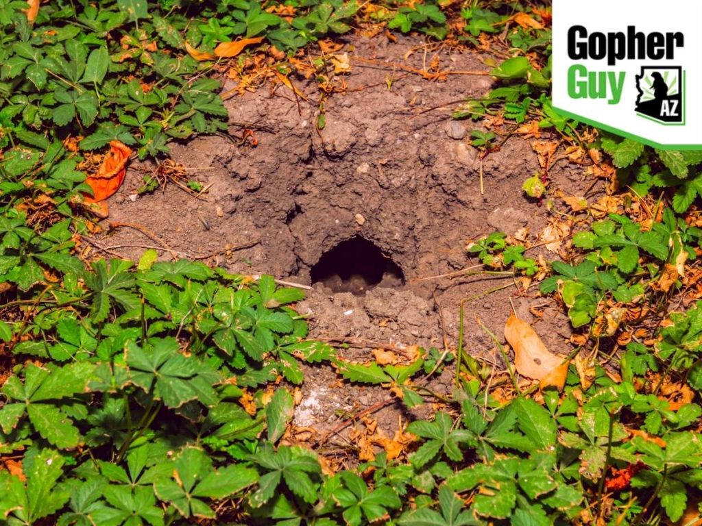 How To Find Gopher Tunnels In Your Yard