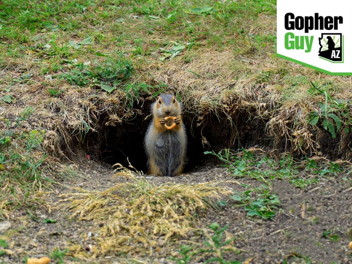 When Do Gophers Come Out Of Their Hole How To Lure Them Green